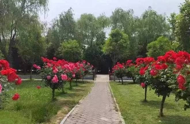 大愛(ài)奉正塬，讓思念在這里綿延…… ——奉正塬公墓丁酉年弘揚(yáng)中華孝道、文明祭掃暨清明公祭公告-西安市奉正塬公墓