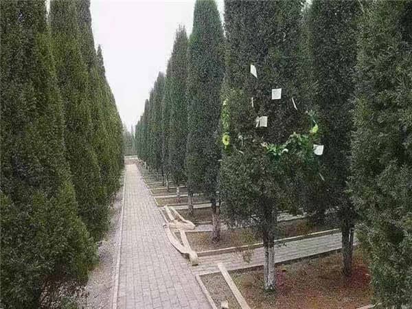 西安漢皇樹葬墓園:綠色殯葬的革新實(shí)踐