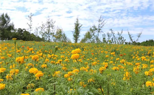 西安壽陽山公墓路線怎么走,寧靜安詳?shù)木坝^陵園