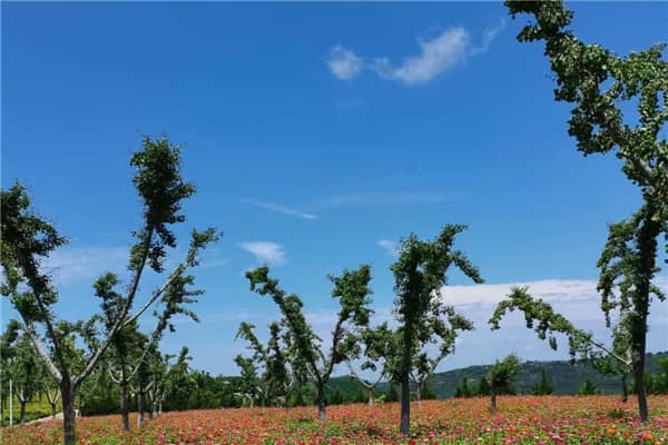 壽陽(yáng)山公墓的具體位置在哪里？其地理環(huán)境有何特色？