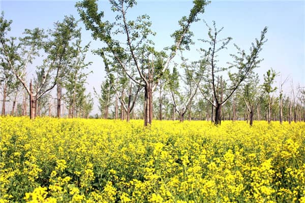 西安長安區(qū)壽陽山墓園售價，選擇我們