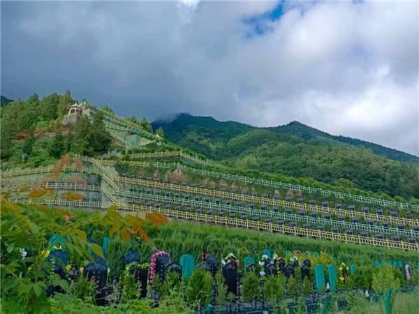 九龍山公墓是否提供維護服務，如何保證墓園的整潔和美觀？