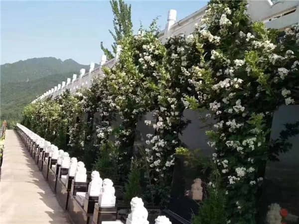 西安九龍山墓地的地理位置有何獨(dú)特之處，對(duì)墓地選擇有何影響？