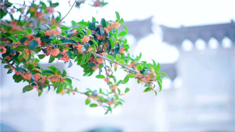 如果我對西安霸陵墓園的服務(wù)或業(yè)務(wù)有任何疑問，應(yīng)該如何聯(lián)系他們？