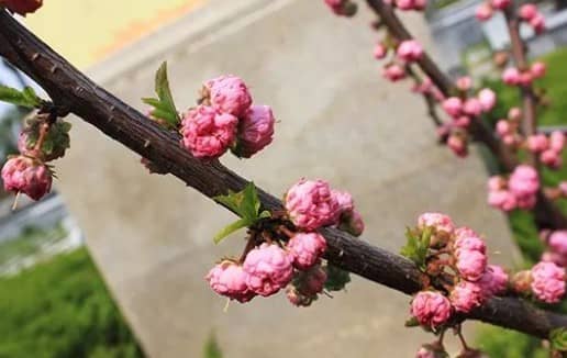 西安市的公墓中，哪些墓園提供了公益性質的生態葬墓地？