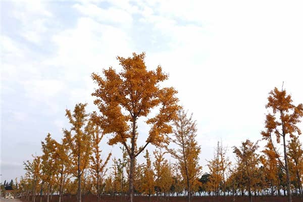 清明節：緬懷先人與春日踏青的雙重節日