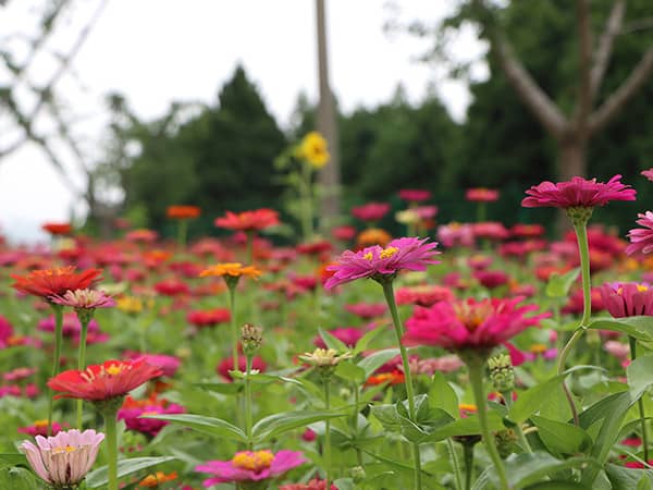 在西安陵園購買墓地時，應該如何選擇雙穴或單穴？
